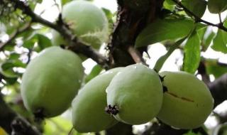 药用木瓜学名叫什么 药用木瓜学名叫什么