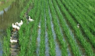 广州水稻田摄影工作室 广州水稻田摄影工作室